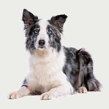 Our roundup of the best pet insurance plans looks at pricing, services, and more to find the right coverage for the dogs, cats, and critters in your home. Northampton Dog Walking Walking Pet Sitting Pet Care