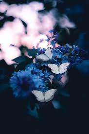 Check spelling or type a new query. Butterfly Wallpapers Free Hd Download 500 Hq Unsplash