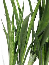 Image result for Sansevieria parva