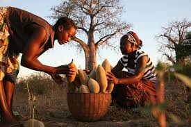 Check spelling or type a new query. Baobab Fruit Can Save Women S Lives The Borgen Project