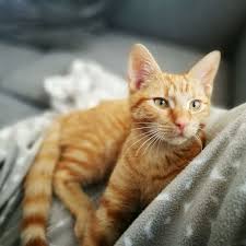 Check out our feral cat selection for the very best in unique or custom, handmade pieces from our pet houses shops. How Long Cats Stay In Heat