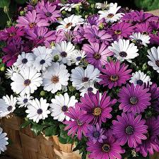 Treat it as an annual everywhere else. Osteospermum Hybrida Passion Mixed Garden Ready Van Meuwen