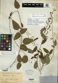 Image result for Desmodium subsecundum
