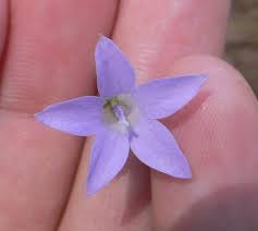 Image result for Wahlenbergia banksiana