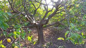 Limon, portakal ve diğer turunçgillerin budama: Agac Budamasi Agac Budama Zamani Ve Agac Bakimi Limon Bahcesi Bahce Bakimi Limon Agaci Youtube