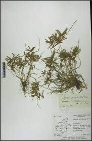 Image result for Pycreus pumilus