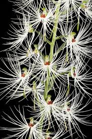 Image result for Habenaria