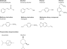 Image result for Monodora minor