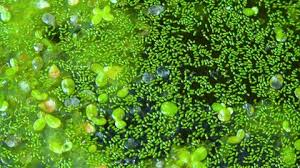 Image result for Wolffia arrhiza