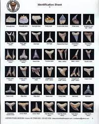 Parts 1 recognizing shark teeth on the beach 3 determining the age of shark teeth a trip to the beach can be really fun, but even more so when you find a cool shark tooth to bring. Shark Teeth Identification Shark Teeth Shark Teeth Identification Shark Tooth Fossil