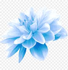 Maybe you would like to learn more about one of these? Collection Of Free Flower Transpa Blue On Ubisafe Light Blue Flower Png Image With Transparent Background Toppng