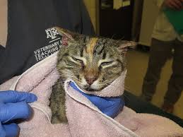 Although clinical symptoms can vary, affected cats typically develop pustules and crusts on the face, inner pinnae and paw pads, along with paronychia. Image Gallery Immune Mediated Skin Diseases Clinician S Brief
