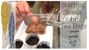 Cover the seeds with a sprinkling of dry soil to the depth suggested on the packet. Starting Seeds In Tea Bags Garden Update Youtube