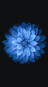 Blue Black Flower Iphone Wallpaper Flowe Ios Wallpaper Flower Iphone Wallpaper Huawei Wallpapers Wallpaper Iphone Ios7
