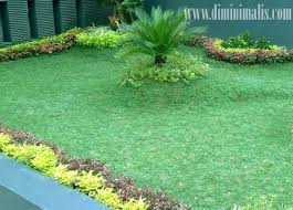 Saya adalah petani dan penjual rumput gajah mini. 3 Cara Merawat Rumput Gajah Agar Terlihat Lebih Rapi Indah