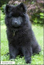 Eurasier Puppy Cute Dogs Pretty Dogs Dog Breeds