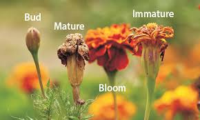 Plant seeds after the danger of spring frost has passed and the soil temperature is at least 60 degrees. How To Collect Flower Seeds Garden Gate