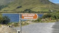 Joyce Country Sheepdogs