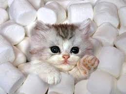 They just want to eat and as a pet parent, you should. Can Cats Eat Marshmallows Freakypet
