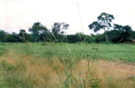 Image result for Digitaria milanjiana