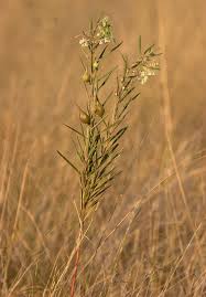 Image result for Gomphocarpus fruticosus