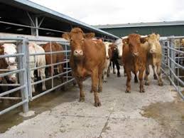 Marketing Your Cattle Has Never Been Easier Selling Cattle Online Is Simpler Than Ever With Joplinstockyards Com With Greater Coverage Cattle Livestock Bovine