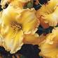 Daylily Festival and Garden Show event image