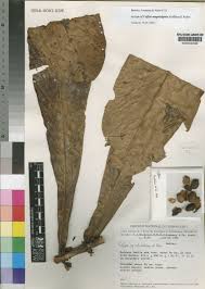 Image result for Magnistipula