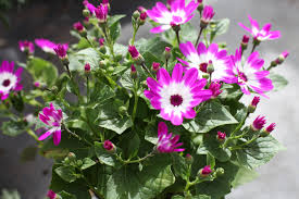 Pretty In Pink Www Thepavilion Ie Colorful Garden Garden Center Garden Furniture
