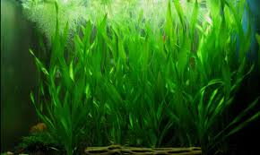 Image result for Vallisneria