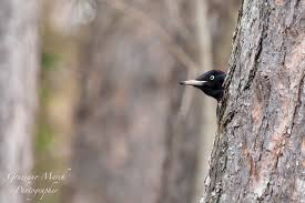 Il picchio nero è tra gli animali più sorprendenti del bosco soprattutto per alcune sue doti, come quelle di costruire dei nidi che il maestro del nido. Picchio Nero L Uccello Con Il Radar Buongiornonatura It