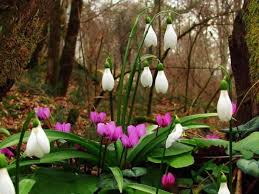 красивые картинки на рабочий стол компьютера на весь экран сакура Krasivye Kartinki Na Rabochij Stol Vesna 35 Foto Prikolnye Kartinki I Yumor