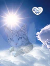 Cat Watching Over You Animals Cats Animal Pets Pet Family Quotes In Memory Rainbow Bridge Cat Heaven Cats Pet Grief