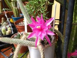 Rat tail cactus owners also get to enjoy beautiful pink flowers along the stems of their plant during the springtime. My Aporocactus Flagelliformis Cactus Rats Tail Cactus From Buds To Bloom Youtube