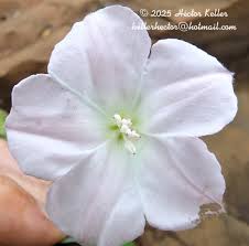 Image result for Aniseia martinicensis