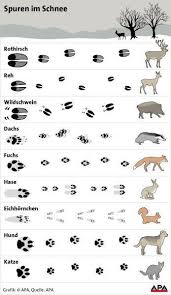 Bogen tierspuren zum bestimmen und erkennen der spuren heimischer tiere; Tiere Im Schnee Wer Hinterlasst Welche Spur Tierspuren Tierspuren Im Schnee Und Tiere