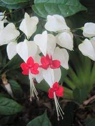 Pin On Single Flowers