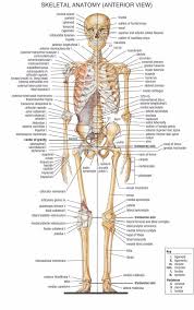 Human Skeletal System Anterior View Poster Anatomical Chart Anatomy Doctor Art Art Poste Human Skeleton Anatomy Anatomy And Physiology Human Skeletal System