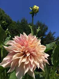 Cafe Au Lait Dahlia Elodie Flower Farm In Adamant Vt Flower Farm Summer Plants Dahlia