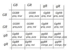 Dihybrid cross worksheet science biology genetics showme answer. Chapter 10 Dihybrid Cross Worksheet Answer Sheet 10 Pinterest Resource Board Abshire Ideas Teaching Biology Biology Lessons Science Lessons Digestion Worksheet Answer Key Discovering Geometry Chapter 5 Answers Protabinart