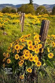 Maybe you would like to learn more about one of these? My Little World Wild Flowers Sunflower Flower Field