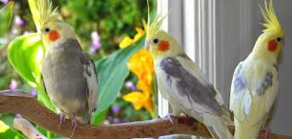 انواع العصافير