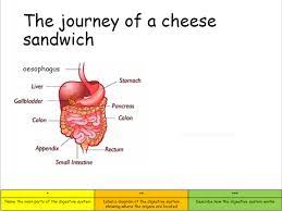Mouth the mouth is the beginning of the digestivethe mouth is the beginning of the digestive tract; Digestive System Powerpoint For Ks3 Science Teachwire Teaching Resource