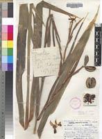 Image result for Dietes flavida