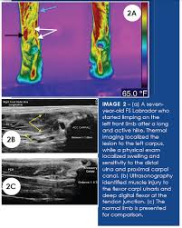 On a cost basis, they account for a great in children, wound closure for soft tissue injuries is mostly performed using magnifying loupes. Recognizing Soft Tissue Injuries In The Dog From An Integrative Perspective Pt 2 Ivc Journal