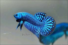 Blue Hybrid Alien By Bebetta Kampffisch Aquarienfische Aquarium Fische