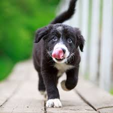 Buy male/female border collie puppies now at affordable prices. 1 Border Collie Puppies For Sale In Portland Or Uptown