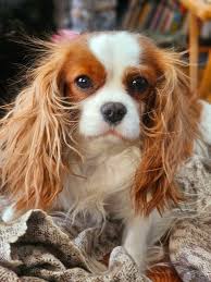 Cavalier King Charles Spaniels have silky, richly colored coats and gentle  expressions that emanate from their large, round eyes. Their cheerful  nature and trainability make them naturals at dog sports such as