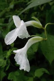 Image result for Maranta arundinacea