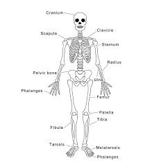 As commonly defined, the human body is the physical manifestation of a human being, a collection of chemical elements, mobile electrons, and electromagnetic fields present in extracellular materials and cellular components organized hierarchically into cells, tissues, organs,and organ systems. Click On The Bones To Learn More Cranium The Main Function Of The Cranium Is To House And Protect The Brain The Cranium Together With The Mandible Are The Two Bones That Form The Skull Back To Top Scapula The Scapula Also Called The Shoulder Bone